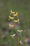 Smallflower fumewort